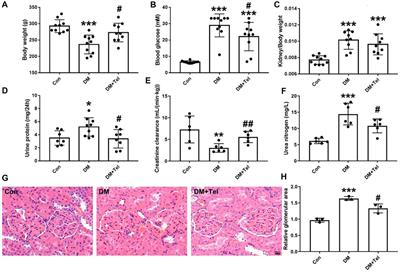 Anti-Apoptosis of Podocytes and Pro-Apoptosis of Mesangial Cells for Telmisartan in Alleviating Diabetic Kidney Injury